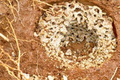 Underground termites nest