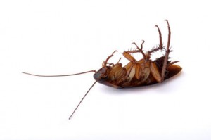 What you need to know about cockroaches