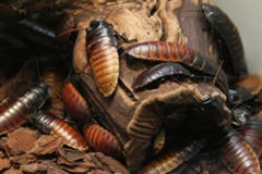 Crawling cockroaches