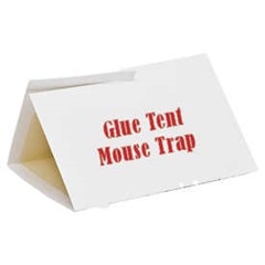 Glue Tent