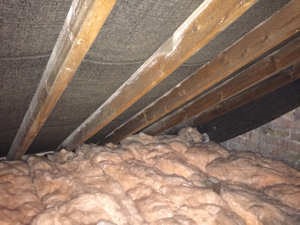 Rats In The Attic What Do You Do Pest Control Products