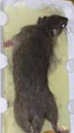 Trapped rat on glue trap Trapped rat on glue trap