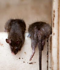 Two Rats Two rats climbing in and out of a house