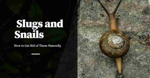Getting Rid of Slugs and Snails Naturally