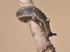 Arion Hortensis or garden slug