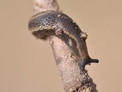 Garden slug Arion Hortensis or garden slug