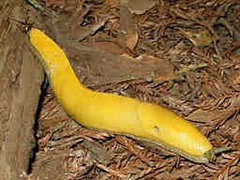 Banana slug entering a home
