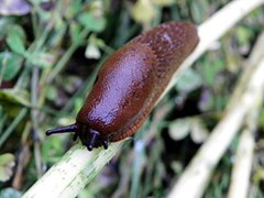 Black slug Arion ater munching its way along a plant