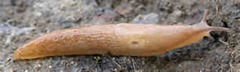 Deroceras reticulatum or field slug