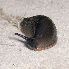 Large black slug searching for food