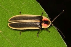 Lightning Bug Lightning Bug hunting for slugs & snails