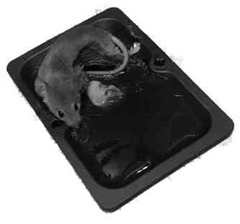 Mouse on glue trap Mouse stuck on a glue trap