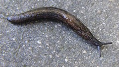 Tandonia budapestensis or Keel Slug