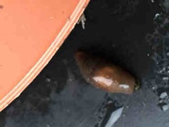 Flowerpot slug trap Flowerpot slug trap