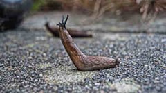 slug reaching up to eat plant