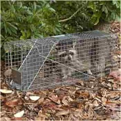 Raccoon in a Havahart 1079 trap