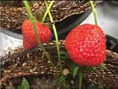 Copper mesh protecting strawberries