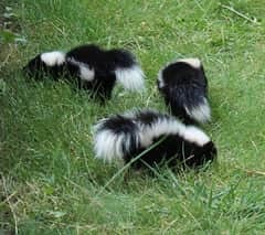 Skunk litter