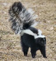 Skunk with its tail up