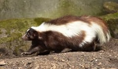 Types of skunk