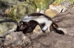 Controlling skunks