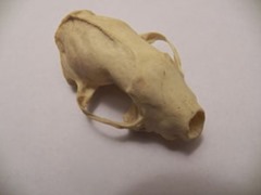 Skunks skull