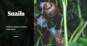 There are Many Types of Garden Snails