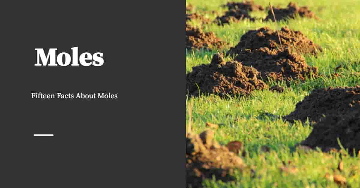 Fifteen Facts About Moles Pest, Baby Mole In Basement