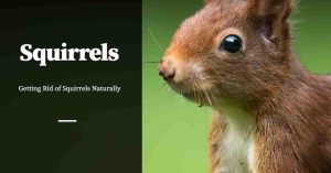 Natural Ways for Getting Rid of Squirrels