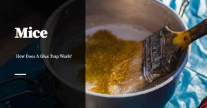 Working Glue Traps