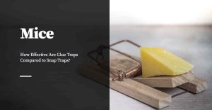 Glue Traps Vs Snap Traps