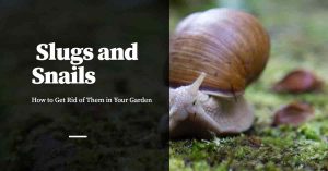 Getting Rid of Slugs and Snails in Your Garden