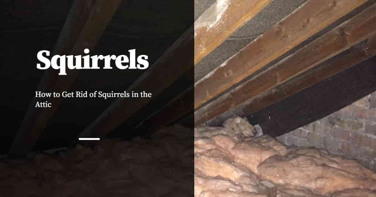 How to Get Rid of Squirrels in the Attic - Pest Control Products