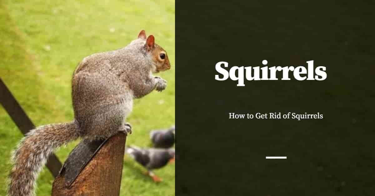 how to get rid of squirrels
