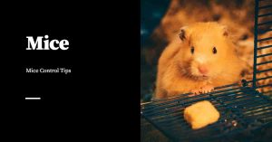 Mouse Pest Control