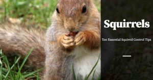 Squirrel Control Tips