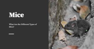 Different Types of Mice
