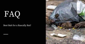 Rats