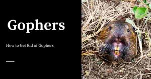Getting Rid of Gophers