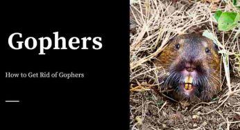How to Get Rid of Gophers