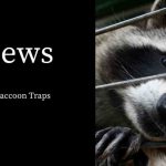 Raccoon Traps