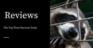 Raccoon Traps