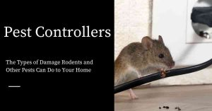 Damage Rodents Can Do to Your Home