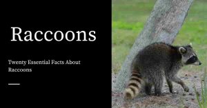 Facts About Raccoons