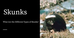 Types of Skunks
