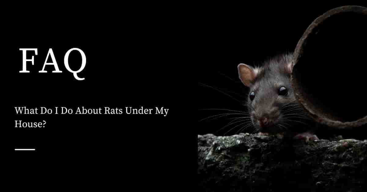 What Do I Do About Rats Under My House Pest Control Products