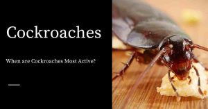 Active Cockroaches