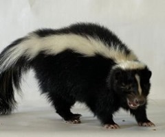 Black and white skunk