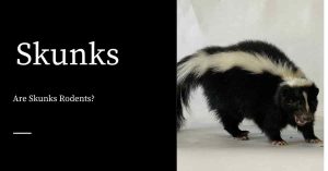 Are Skunks Rodents