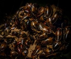 Cockroach infestation